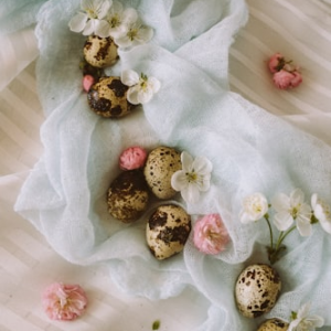 Bird Dog Training Quail