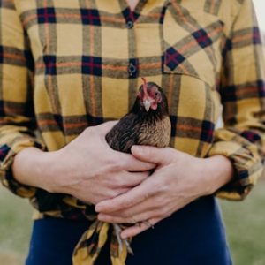 Quail Keeping Starter Kit