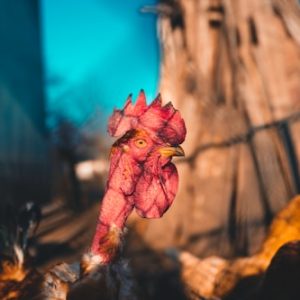 Quail Breeding Guide