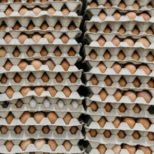 Homesteading Quail Coop Plans